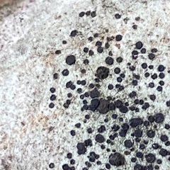 Lecidella elaeochroma