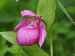 Cypripedium macranthos