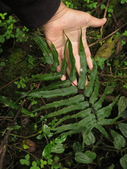 Serpocaulon sessilifolium