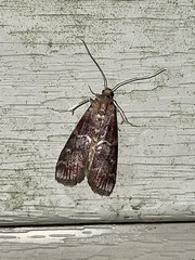 Euzophera ostricolorella