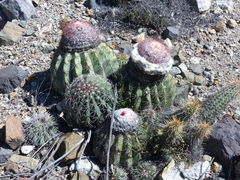 Melocactus peruvianus