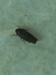 Neoaliturus fenestratus