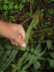 Serpocaulon sessilifolium
