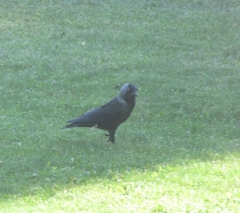 Corvus monedula spermologus