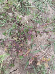 Melochia corchorifolia