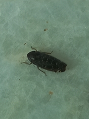 Neoaliturus fenestratus