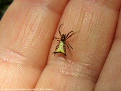 Micrathena furva