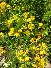Senna pendula