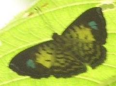 Argyrogrammana