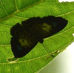 Argyrogrammana