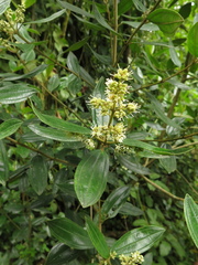 Miconia elaeoides
