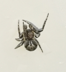 Araneus sturmi