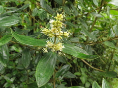 Miconia elaeoides