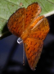 Parvospila lucianus