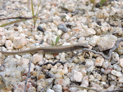 Elgaria paucicarinata