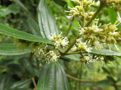 Miconia elaeoides