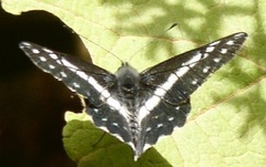 Catasticta teutila