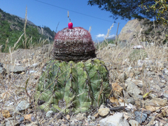 Melocactus peruvianus