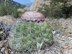 Melocactus peruvianus