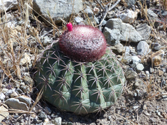Melocactus peruvianus