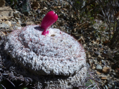 Melocactus peruvianus