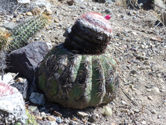 Melocactus peruvianus