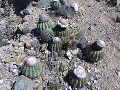 Melocactus peruvianus