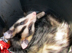 Didelphis albiventris