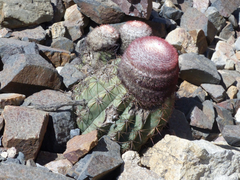 Melocactus peruvianus