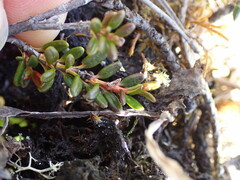 Kalmia procumbens