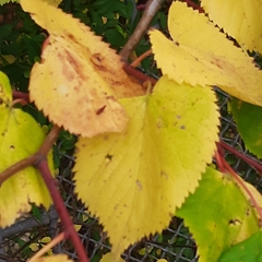 Eriophyes tiliae