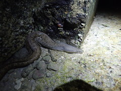 Gymnothorax pictus