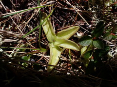 Pinguicula