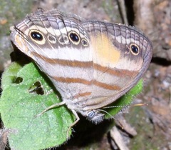 Cissia pseudoconfusa