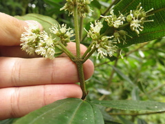 Miconia elaeoides
