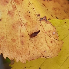 Eriophyes tiliae
