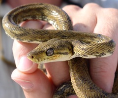 Corallus ruschenbergerii