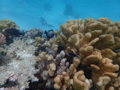 Labroides phthirophagus