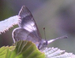 Corrachia leucoplaga