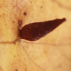 Eriophyes tiliae
