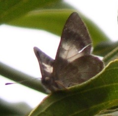 Corrachia leucoplaga