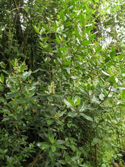 Miconia elaeoides