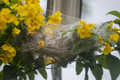 Stegodyphus sarasinorum