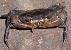 Pseudothelphusidae