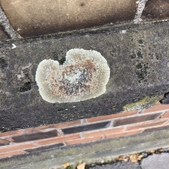 Protoparmeliopsis muralis