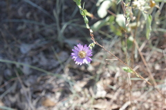 Symphyotrichum pratense