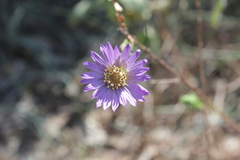 Symphyotrichum pratense