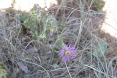 Symphyotrichum pratense