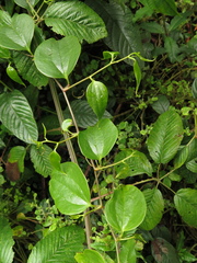 Smilax domingensis