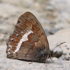 Cyllopsis philodice
